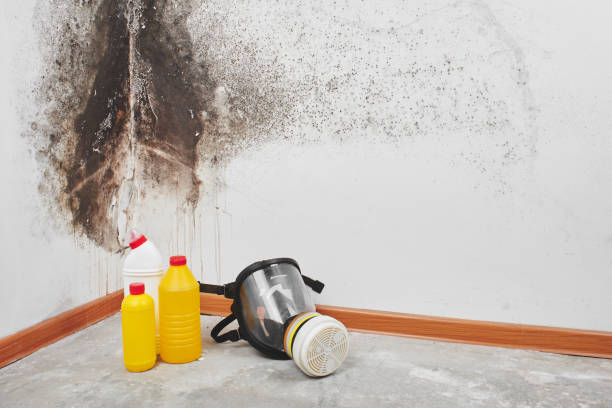 Best Commercial Mold Removal  in Church Hill, PA