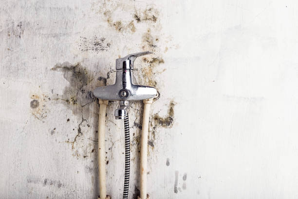 Best Same-Day Mold Removal  in Church Hill, PA