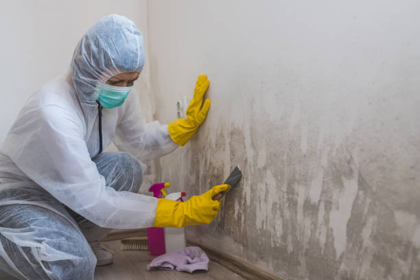 Best Mold Removal and Inspection  in Church Hill, PA