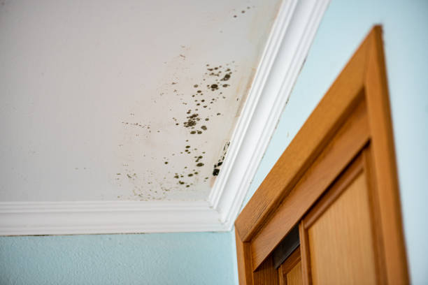 Best Home Mold Removal  in Church Hill, PA