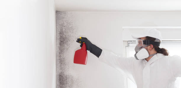 Best Commercial Mold Removal  in Church Hill, PA