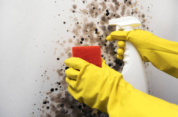 Best Professional Mold Removal  in Church Hill, PA