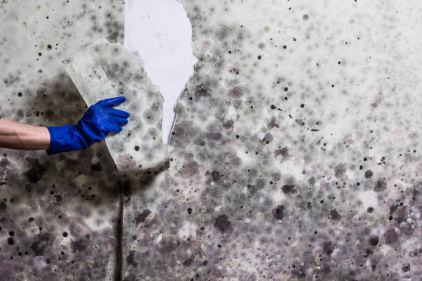 Best Crawl Space Mold Removal  in Church Hill, PA