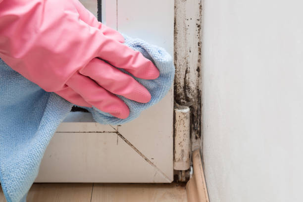Best Attic Mold Removal  in Church Hill, PA